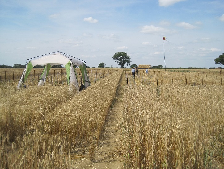 Field Regeneration of seed stocks at church farm, August 2014.