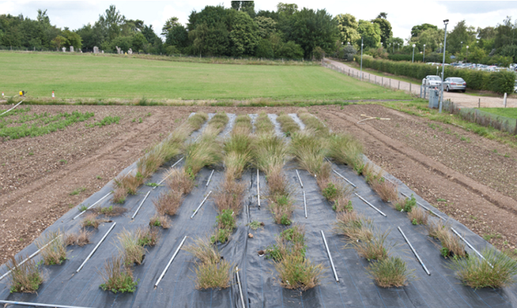 Field regeneration of <i>Aegilops</i> accessions from the GRU Triticeae collection.