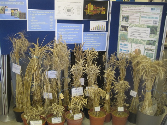 A display of the history of wheat cultivation.