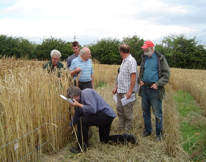 Thatchers evaluating GRU demonstration plots of UK Heritage wheats.